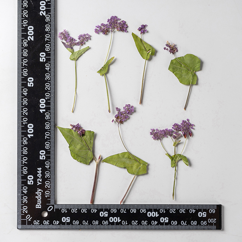 1 комплект, натуральный сушены – обзор и цена Resin Art Bookmark