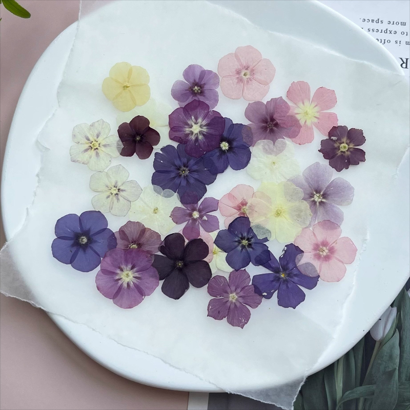 12 шт., полупрозрачные нишевые – обзор и цена Resin Art Case